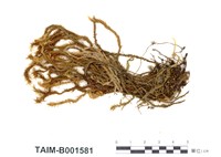 藏品(毛苔屬)的圖片